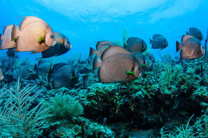 9. Turneffe Atoll, Central Coast